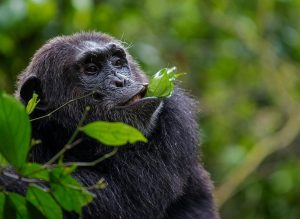 5 Day Primate Safari for Bwindi Gorillas and Kibale Chimpanzee Trek in Uganda