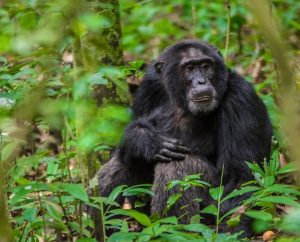 Best Places to Track Chimpanzees in Uganda