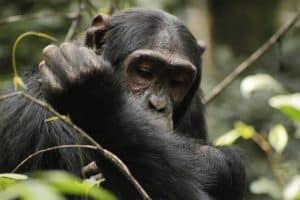 Best Places to Track Chimpanzees in Uganda