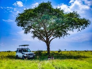 6 Day Murchison Kibale Chimpanzee and Queen Safari