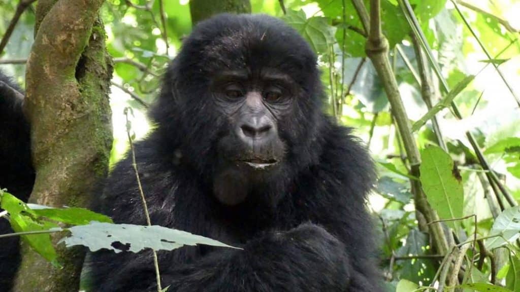 Bwindi Impenetrable National Park