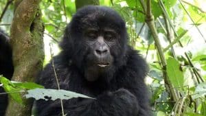 4 Day Gorilla and Chimpanzee Safari