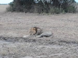 3 Day Kidepo Wildlife Safari