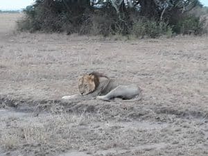 6 Day Murchison Kibale Chimpanzee and Queen Safari