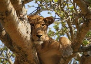 Uganda Adventure Safaris - Gorilla Safaris in Uganda