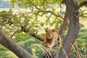 Insight on Uganda's 10 National Parks
