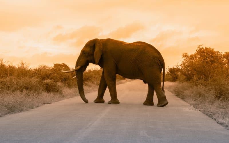 What Might Happen to the World if there are no more Elephants
