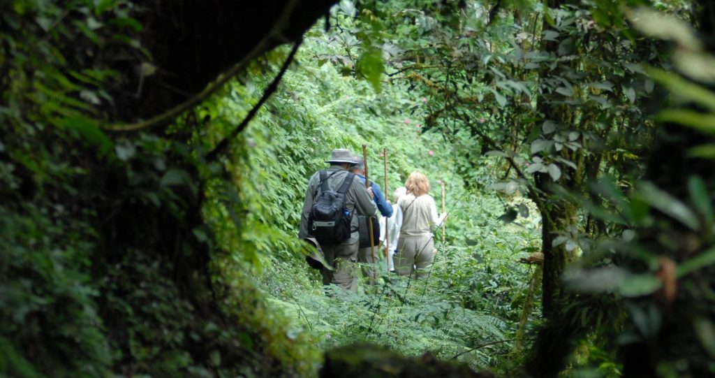 The Dian Fossey Graveyard Hike in Rwanda