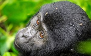 The Dian Fossey Graveyard Hike in Rwanda