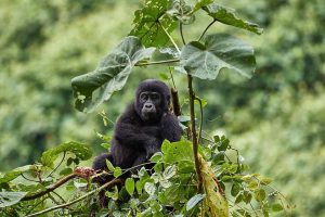 A 7 Day Rwanda Gorilla Tracking Tour with Chimpanzee & Wildlife Safari 