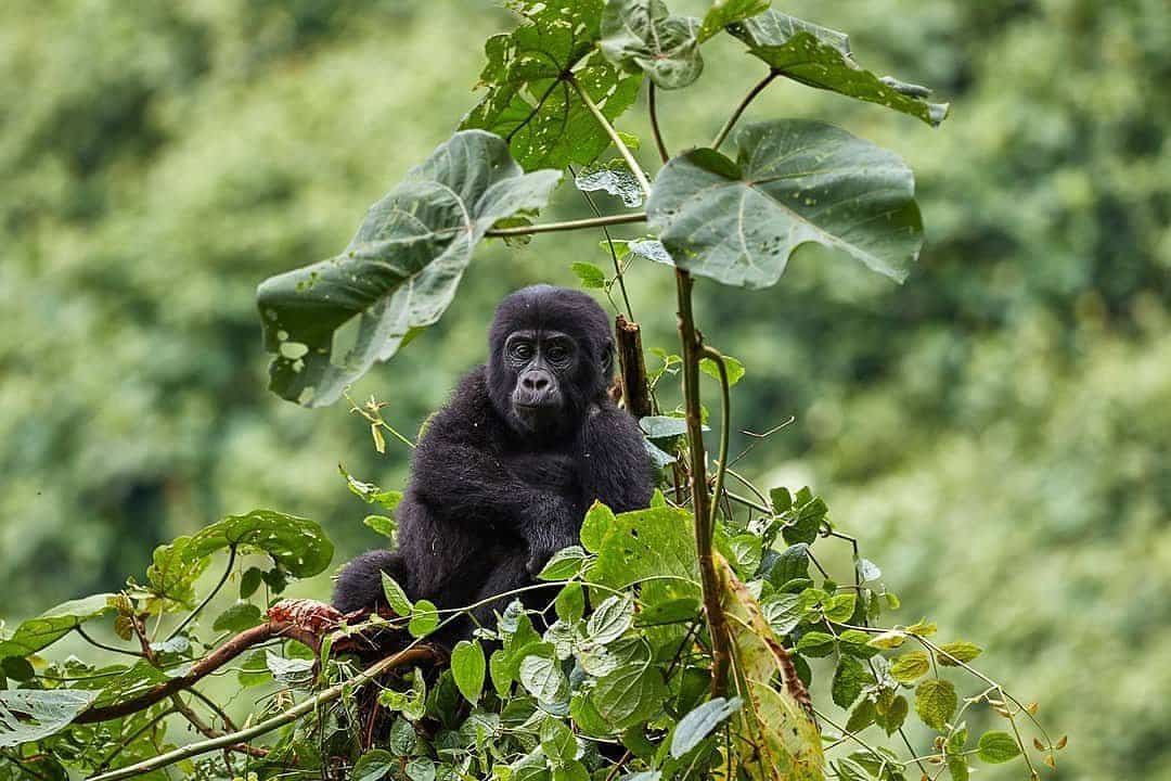 3 day gorilla trek safari