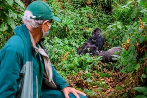 What to Expect on A Gorilla Trekking Safari