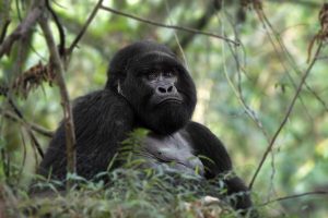 11-Day Luxury Rwanda Safari Experience from Kigali