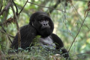 The 3 Day Trekking Rwanda Gorillas & Dian Fossey hike cover gorilla