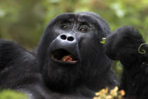 4 Day Rwanda Gorilla Tour