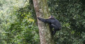 8 Day Primates Gorillas and Wildlife Uganda Vacation