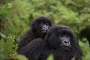 Why Gorillas Reproduce Slowly