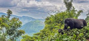 What to Expect on A Gorilla Trekking Safari