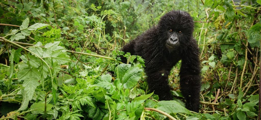 February for Gorilla Trekking: Tips, Weather and Permits