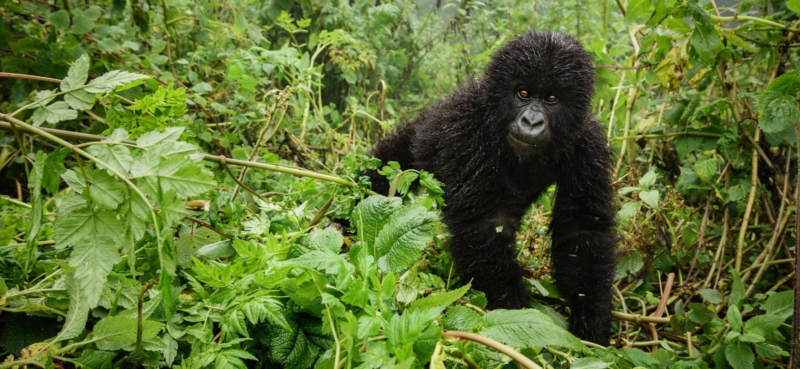 Uganda Gorilla Trekking From Spain