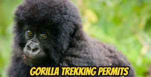 How many gorilla permits per day?