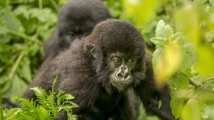 What to Expect on A Gorilla Trekking Safari