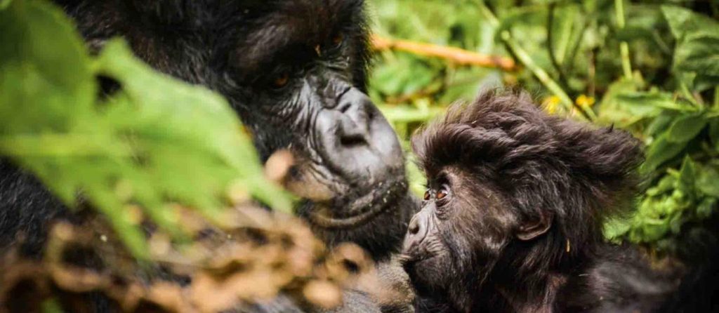 Rwanda Gorilla Permits, Costs, Discounts and Booking Guide