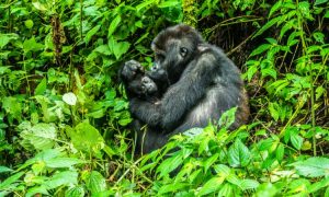 3-Day Lowland Gorilla Trek in Kahuzi-Biega National Park